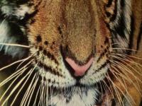 tiger-1.JPG